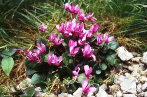 Cyclamen purpurascens - Slowenien, Julische Alpen